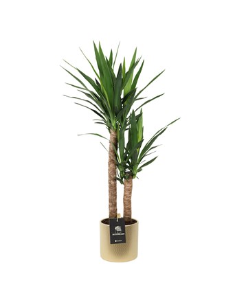 Yuka Bitkisi - Yucca Massengena 90 cm Dore  Large Saksıda